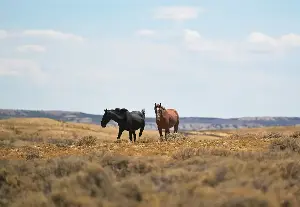 As feds remove hundreds of wild horses from Colorado, state leaders decry ‘inhumane’ helicopter roundups