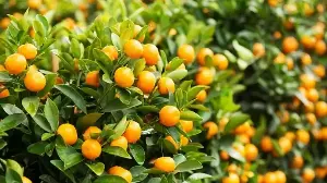 How can we use kumquats to maximize their health benefits?