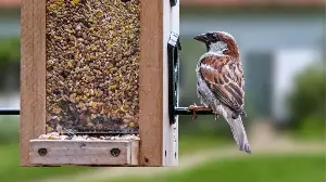 These 3 Common Mistakes Are Making Your Bird Feed Moldy – Fix Them Now to Protect Your Garden Wildlife