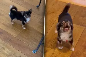 Chihuahua dog demands spaghetti tax – will his owners pay proper fealty?