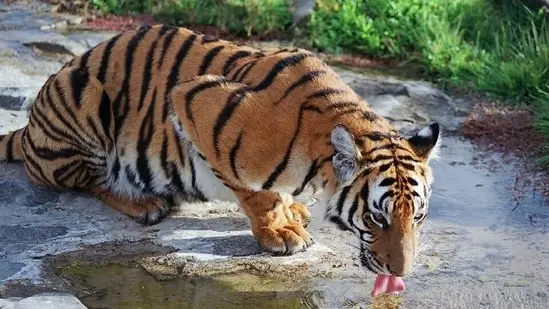 Captive-born South China tigers are the only stock available for any future reintroduction.