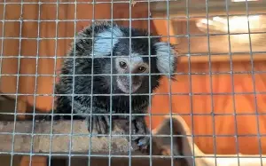 Monkey dumped on London bus finds a prime mate