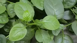 Kolmi Shaak: The Monsoon Vegetable Every Bengali Home Knows