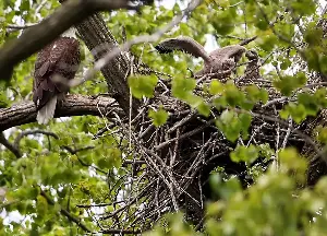 ‘The year bald eagles decided to make history’: 3 eaglets spotted in Chicago for first time in a century