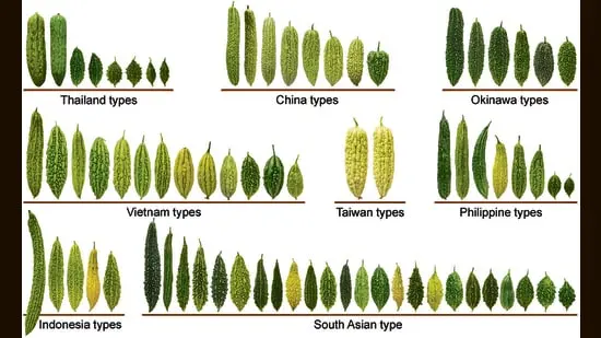 The karela or bitter gourd is his favourite, Dhillon says. ‘It is a hero vegetable, effectively controlling blood-sugar levels, and what society today doesn’t need that?