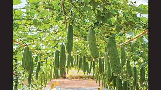 A patch of sponge gourd. (Adobestock)