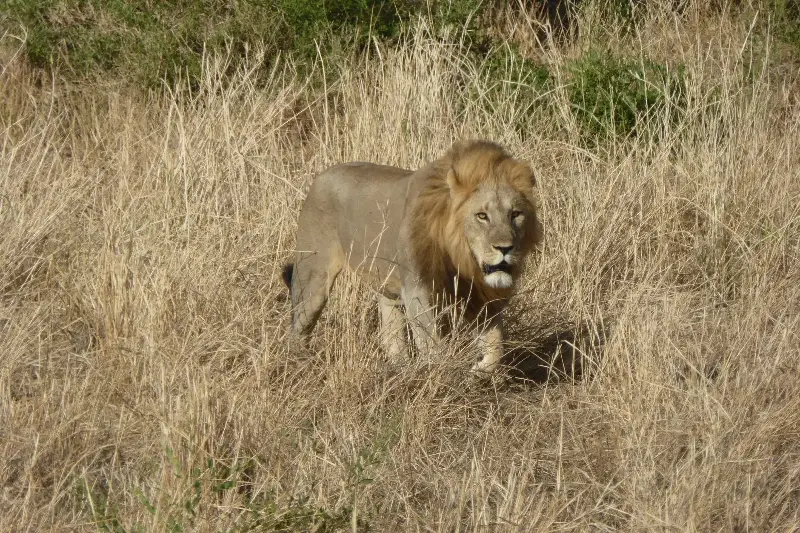 A lion in African grassland, a species whose numbers have fallen by about three-quarters in fifty years.