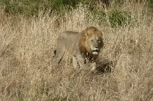 In the 1970s, Africa still held around 90,000 lions. Today, only about 20,000 to 25,000 remain — a collapse of roughly three-quarters in half a century — and the species now survives in less than 8% of the land it once roamed.