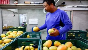 Premium Taiwanese mangoes exported to Europe for the first time.