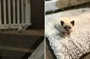 Couple Return From Anniversary To Find a Surprise on the Porch—It Stayed