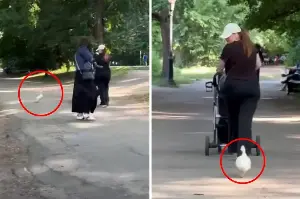Pet duckling abandoned in the park begs for help, but everyone ignores her: "You left this baby for dead"