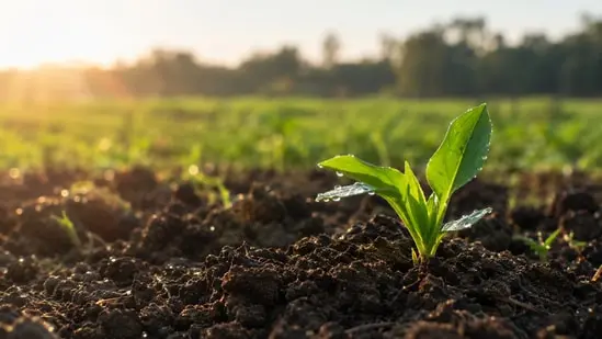 A third of the world's land is moderately to highly degraded, according to the FAO.