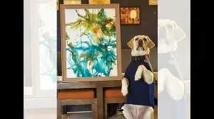 Listicle: 10 animals who are more talented than most hoomans