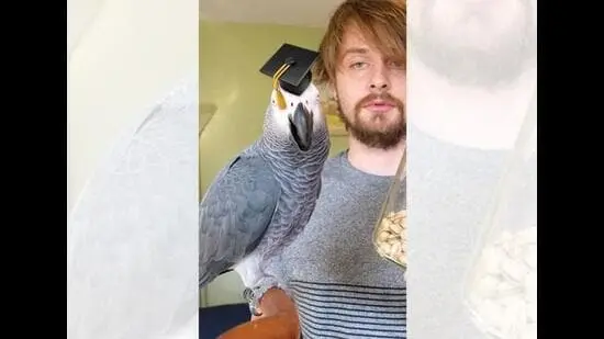 Apollo broke the World Record for the most items identified by a parrot in three minutes. (INSTAGRAM/APOLLOANDFRENS)