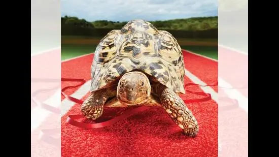 Bertie became the Guinness World Record holder for the fastest tortoise in 2014. (GUINNESS WORLD RECORDS)