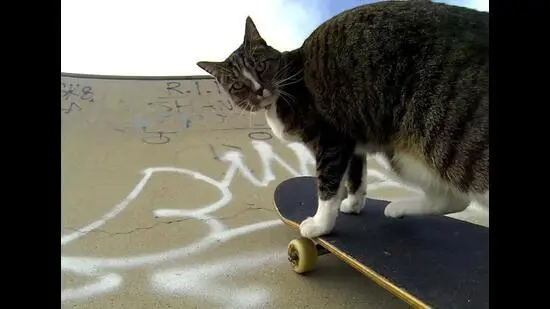 Didga won the Guinness World Record for performing the most tricks (20) by a cat in one minute. (YOUTUBE/@GOPRO)