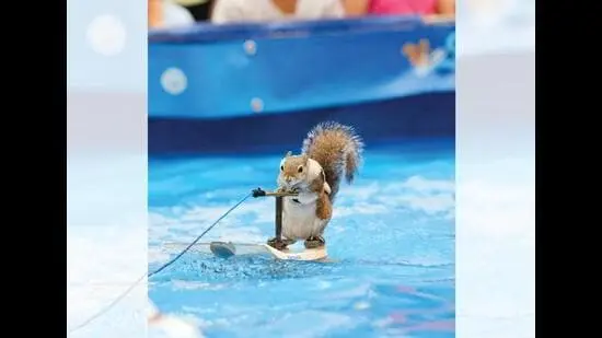 Twiggy comes from a long line of water-skiing Eastern Gray Squirrels. (INSTAGRAM/@TWIGGYSHOW)