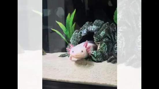 Kiwi the axolotl plays tic-tac-toe with his mom Sara. (INSTAGRAM/@SARAS.TURTLETOWN)