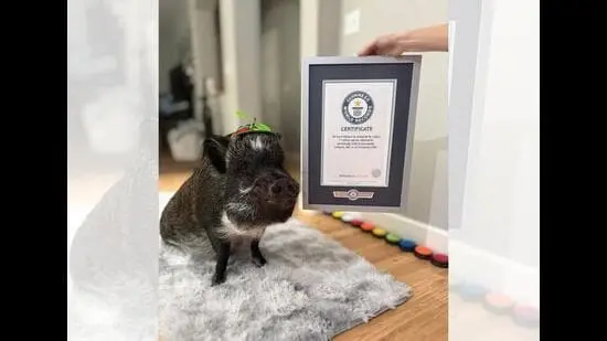 Merlin, the talking Mini Vietnamese Potbelly pig, has 1.2M followers on Instagram. (INSTAGRAM/@MERLINTHEPIG)