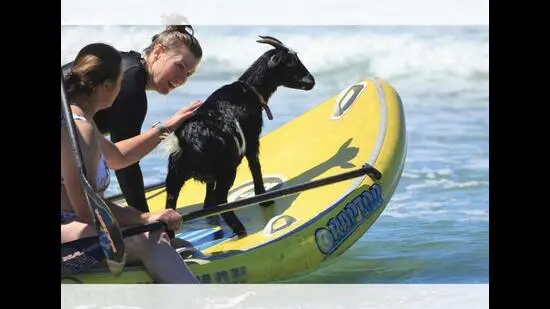 Chupi has perfect surf posture, and is a regular sight at Pismo Beach, California.