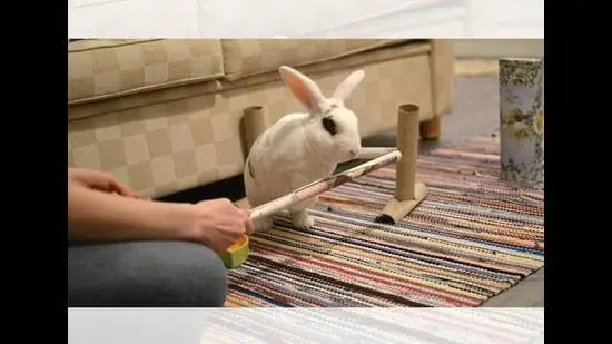 Taawi won a Guinness World Record for the most tricks performed by a rabbit in one minute. (GUINNESS WORLD RECORDS)