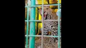 Growing big cat numbers leave little room to house them after capture