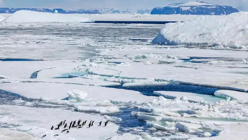 Adélie penguins (Pygoscelis adeliae) on the sea ice.