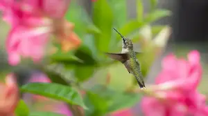 5 Shrubs That Give Hummingbirds Shelter and a Safe Place to Rest