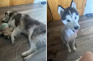 Owner Spends $160 at Groomers, Horror at What Happens to Husky