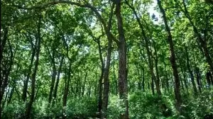 Carbon in India’s forests projected to grow as warming, rain increase: Study