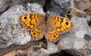 Rare butterfly habitat ‘obliterated’ by quarrying firm