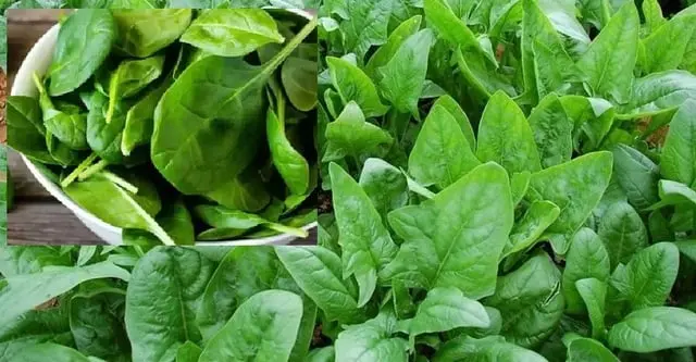 Rau chân vịt siêu thực phẩm mùa đông tốt cho xương khớp và cách chế biến ngon - Ảnh 3.