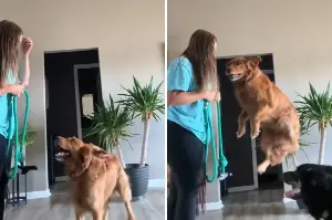 Golden Retriever Gets Zoomies but ‘Vertically’—Owner Knows Exact Reason
