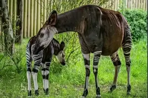 The Okapi antelope reappears in the Democratic Republic of Congo: A positive sign for conservation efforts.