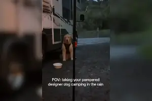 ‘Pampered’ Golden Retriever Goes on Camping Trip, His Face Says It All