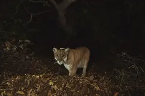 Bringing the ‘Wild King’ home: P-22 mountain lion statue coming to LA's Griffith Park
