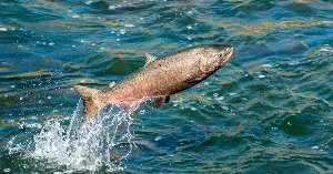 Engineers study salmon turbine injuries