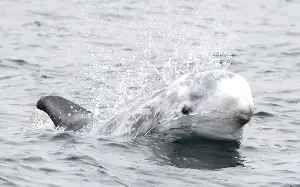 No foreign romances for Britain’s particular dolphins