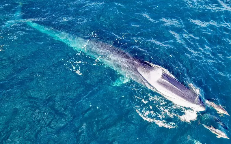 The footage was recorded by a Pembrokeshire resident who films marine life as a hobby - Rhys Morgan
