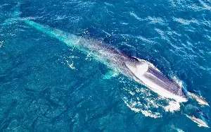 Giant fin whale spotted off the coast of Wales