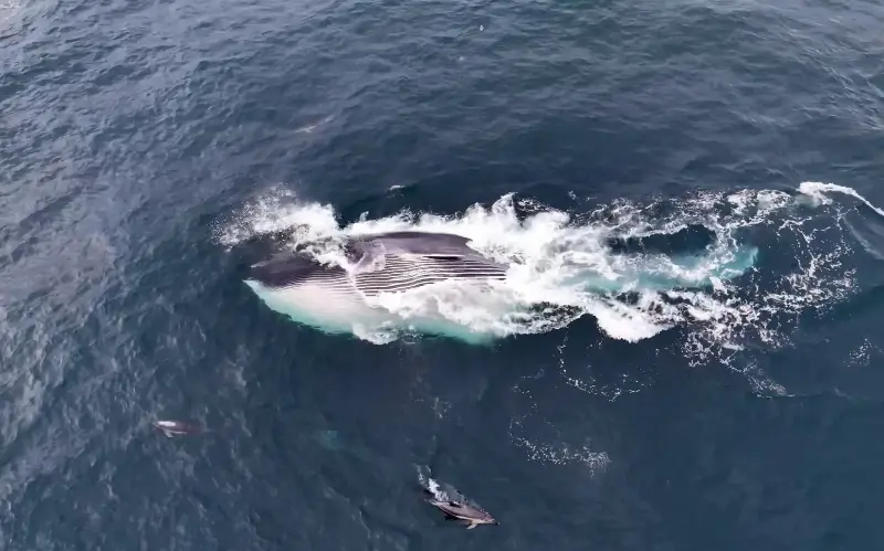 Fin whales come to the area at this time of year to feed on fish - Rhys Morgan