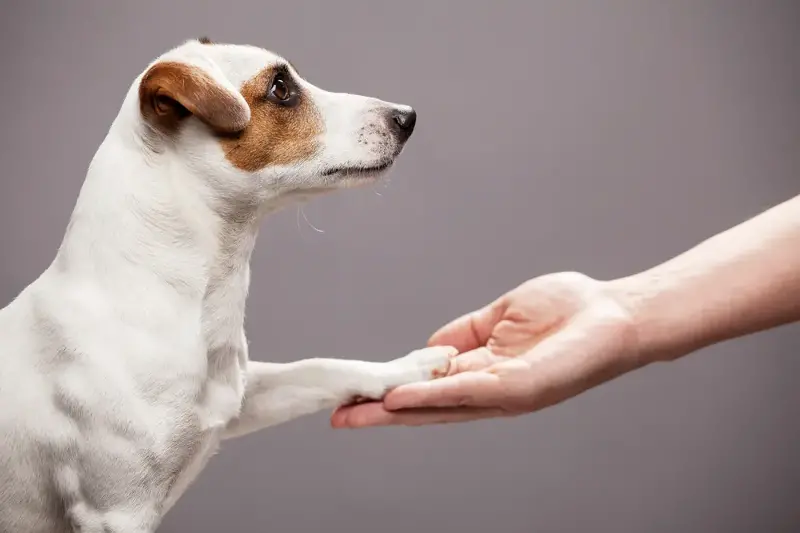 Pets always reach out to you in the dark, with their goofy yet calming presence.