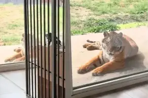 Hotel room with 'tiger view' at a Chinese zoo.