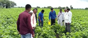 Stories from the Field of Maharashtra's Soybean Heartland