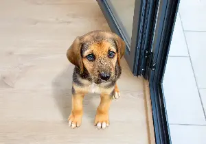 How to choose the right dog gate for your home
