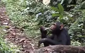Chimps flirt using playground game