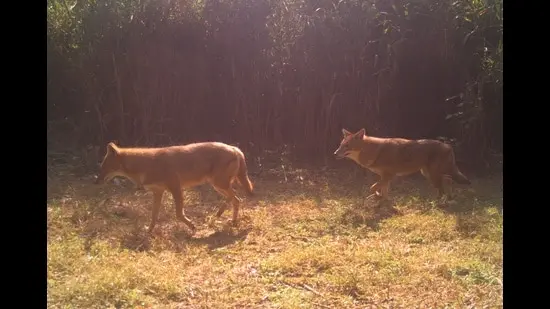 Camera trap image of Golden jackals, Kansal forests, Sukhna Wildlife Sanctuary (23/11/2025). (WII-CAP CELL 2025)