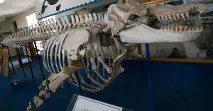 Old Tom's genetic legacy remains unclear.