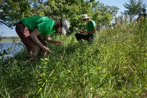 To bring a prairie back to life, burn it