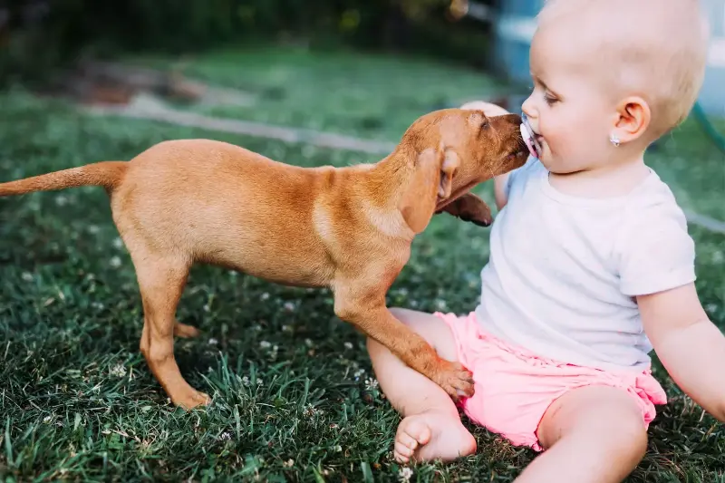 A stock image of a puppy sniffing a young baby's face while the two are sitting in grass.